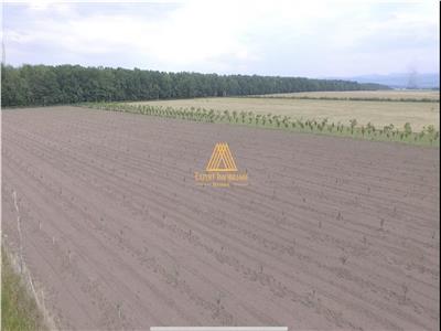 Teren extravilan comasat 9 hectare cu plantatie  3 Euro pe m2 Suceava