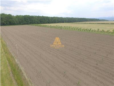 Teren extravilan comasat 9 hectare cu plantatie  3 Euro pe m2 Suceava