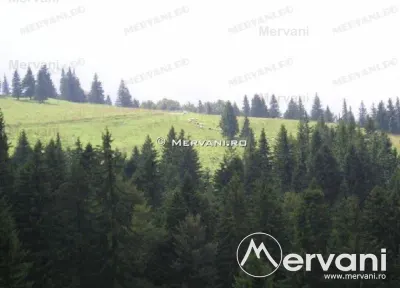 Teren de vanzare in Predeal (zona Forban) - Predeal