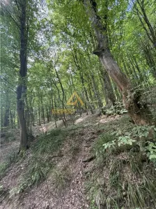 Teren intravilan pentru dezvoltare turistica - Baia Mare